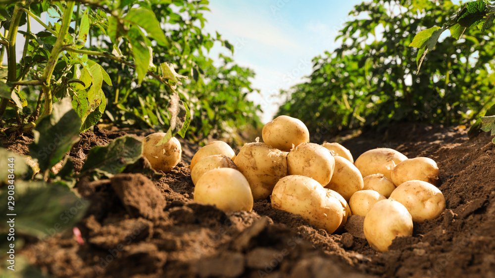 Pile of ripe potatoes on ground in field - obrazy, fototapety, plakaty 