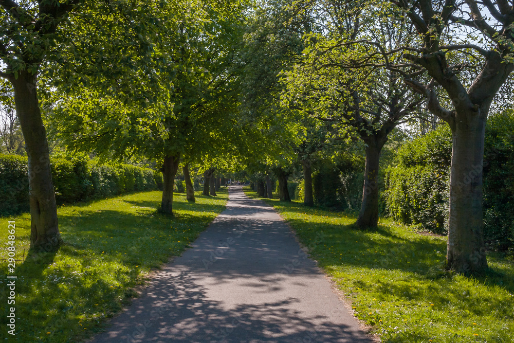 View of a path through a park shaded by trees on a summer day