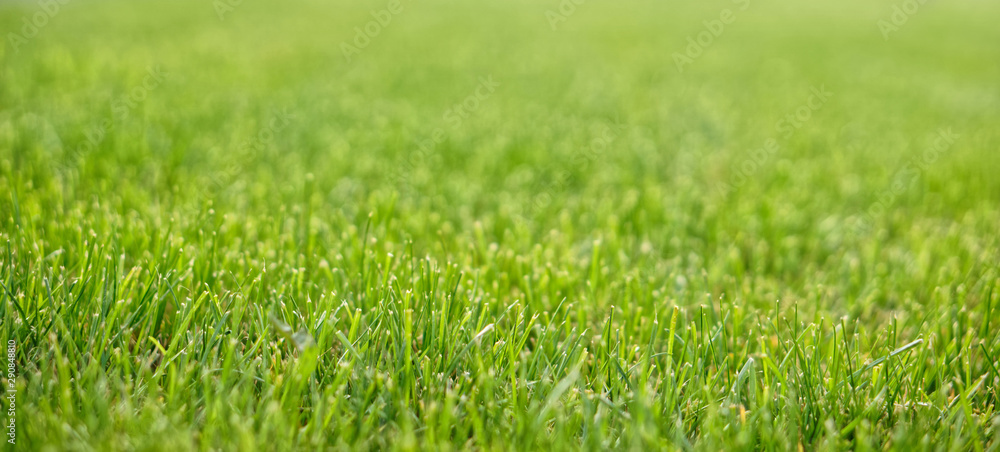 Fototapeta premium A neatly trimmed lawn in a city park. Close-up. Shallow depth of field