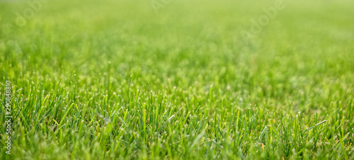 A neatly trimmed lawn in a city park. Close-up. Shallow depth of field