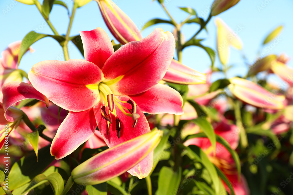 Beautiful bright pink lilies growing at flower field, closeup Beautiful bright pink lilies growing at flower field, closeup