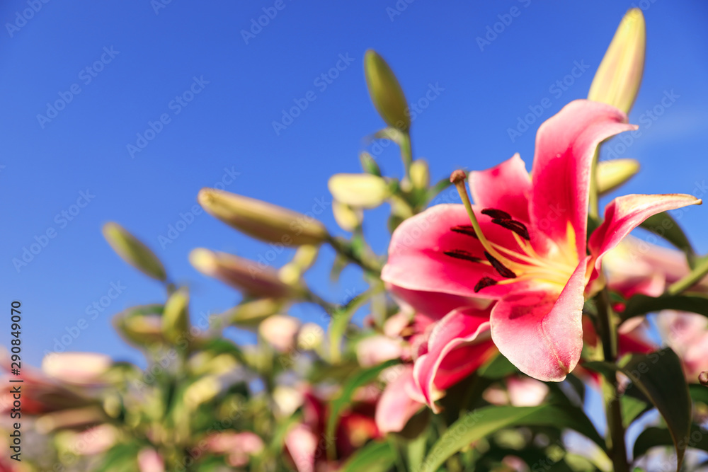 Fototapeta premium Beautiful pink lilies in blooming field against blue sky. Space for text