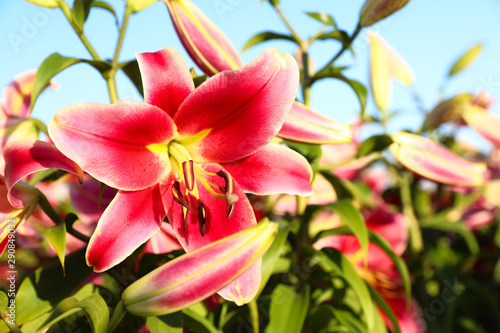 Beautiful bright pink lilies growing at flower field  closeup