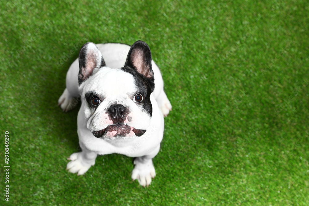 French bulldog on green grass, above view. Space for text