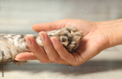 Woman holding dog's paw indoors, closeup view