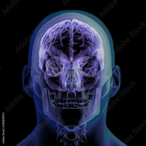 3D Rendering of Head, Skull and Brain Sections X-ray Front View on Black