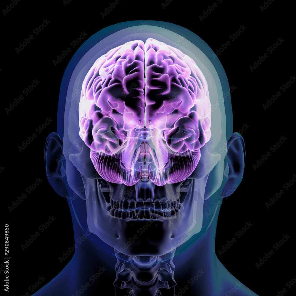 Front View of X-ray Head, Skull and Brain on Black Front View of X-ray Head, Skull and Brain on Black