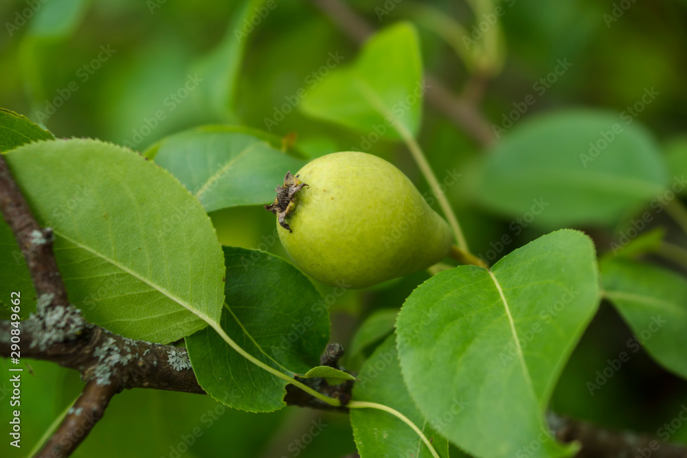 Green pear fruit on a tree
