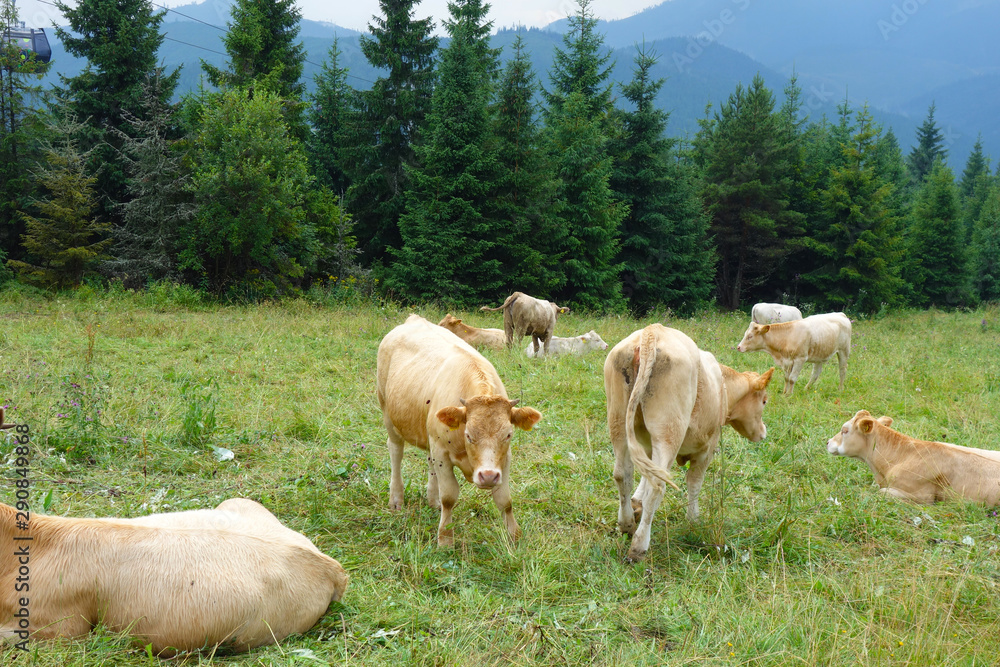 Cow on green meadow in mountain setting
