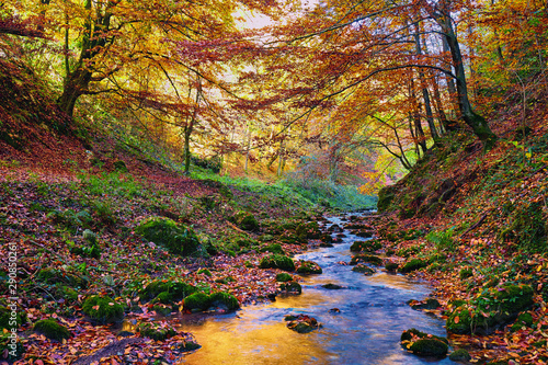 River flowing through colorful forest