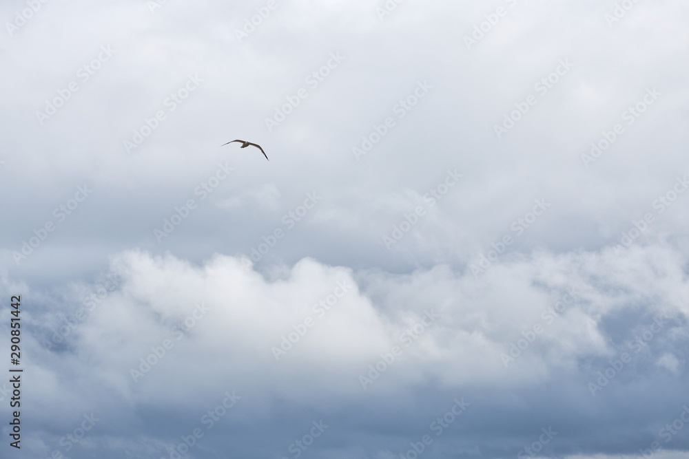 Seagull flying in cloudy sky in stormy weather. Natural background. Copy space.