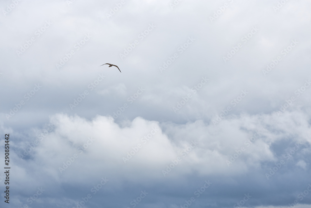 Seagull flying in cloudy sky in stormy weather. Natural background. Copy space. Seagull flying in cloudy sky in stormy weather. Natural background. Copy space.
