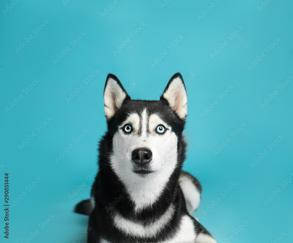 Cute Siberian Husky dog on blue background