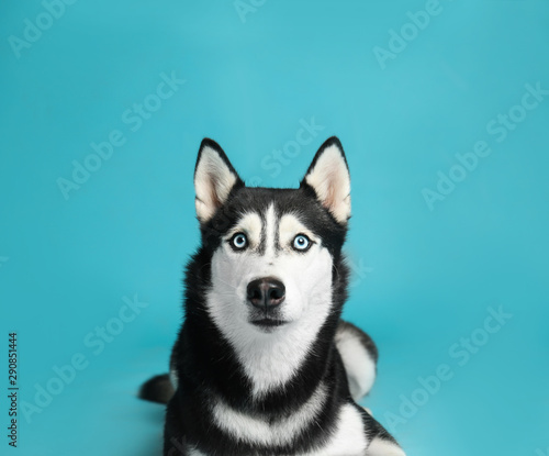 Fototapeta Naklejka Na Ścianę i Meble -  Cute Siberian Husky dog on blue background