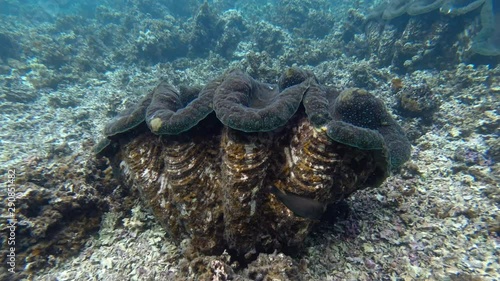 Underwater view of Giant Clams in the South pacific