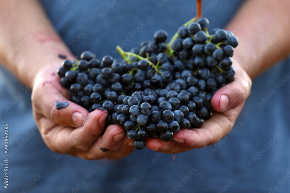 Man holding bunches of fresh ripe juicy grapes, closeup Man holding bunches of fresh ripe juicy grapes, closeup