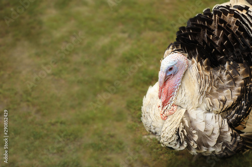 Domestic turkey on green grass, space for text. Poultry farming