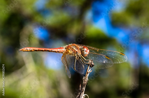 Dragonfly Big Eyes Close-up Macro Photography