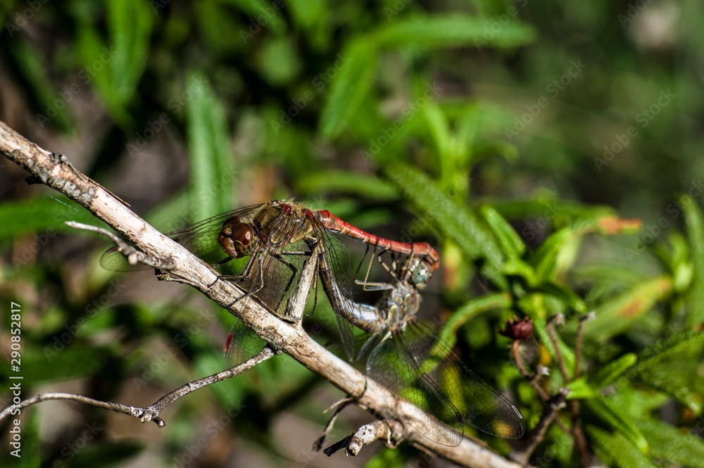 Dragonfly Coupling Love Unions Close-up Macro Photography Dragonfly Coupling Love Unions Close-up Macro Photography