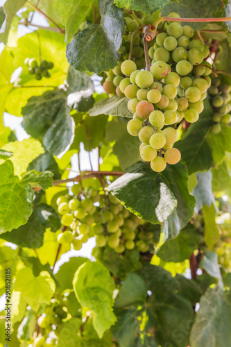 Wallpaper Mural USA, Washington State, Fort Vancouver National Historic Site.  Green grapes in the garden at the Hudson's Bay Company's Fort Vancouver. Torontodigital.ca