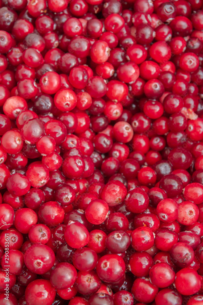 Ripe Red cranberries collected in the forest lies in the container Ripe Red cranberries collected in the forest lies in the container