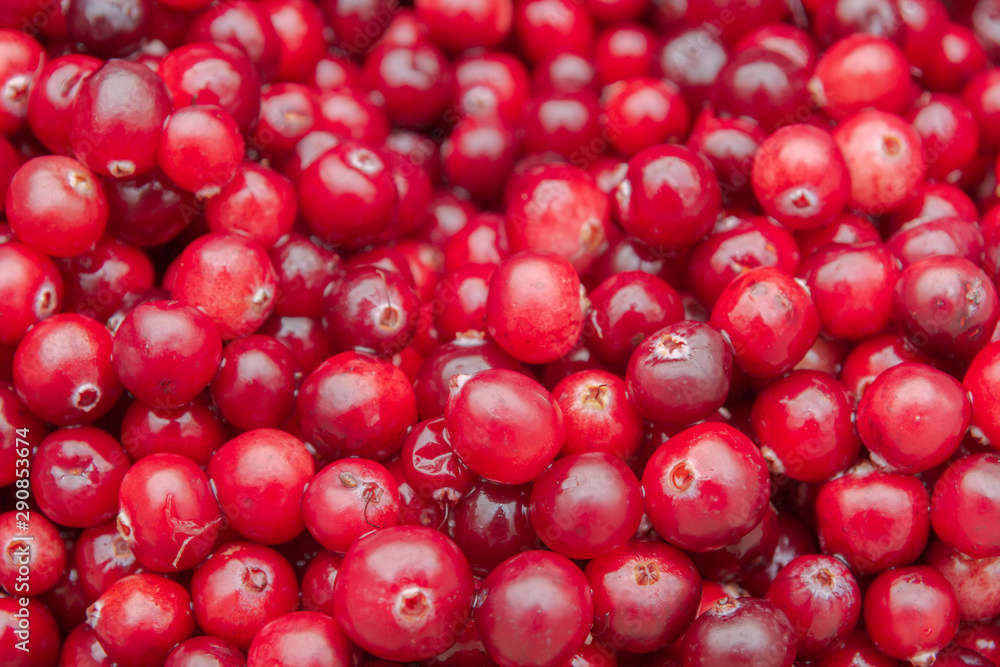 Ripe Red cranberries collected in the forest lies in the container Ripe Red cranberries collected in the forest lies in the container