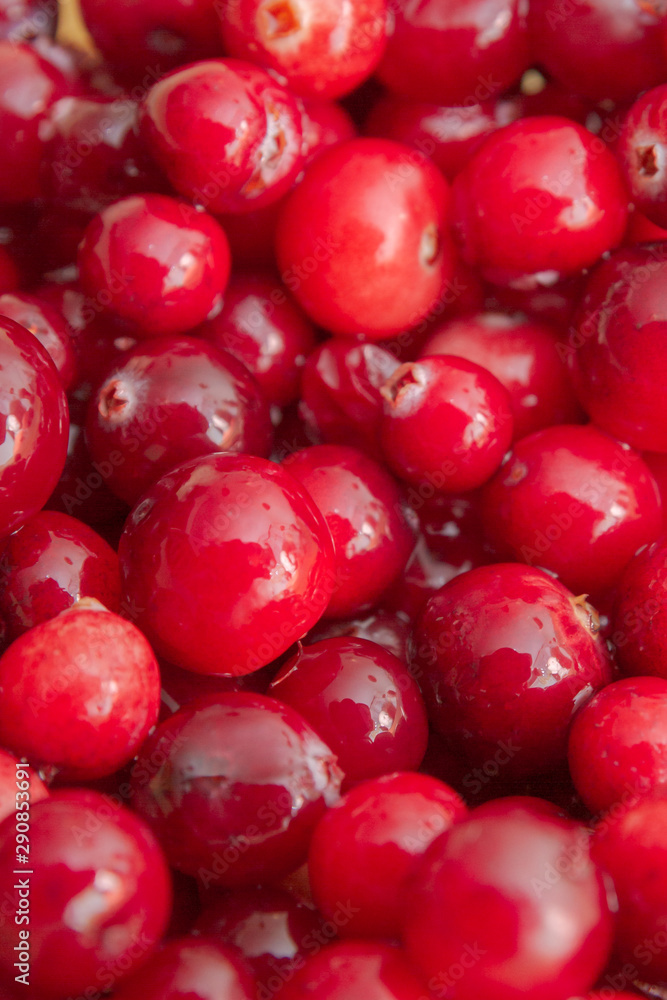 Ripe Red cranberries collected in the forest lies in the container Ripe Red cranberries collected in the forest lies in the container