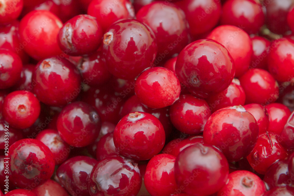 Ripe Red cranberries collected in the forest lies in the container Ripe Red cranberries collected in the forest lies in the container