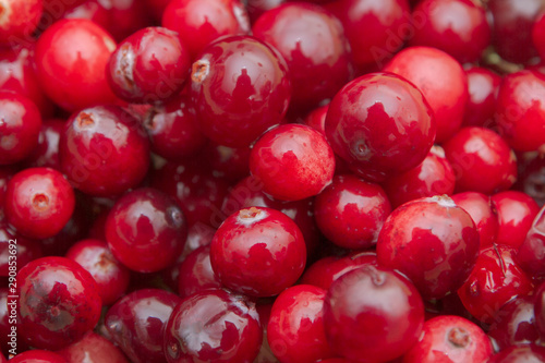 Ripe Red cranberries collected in the forest lies in the container