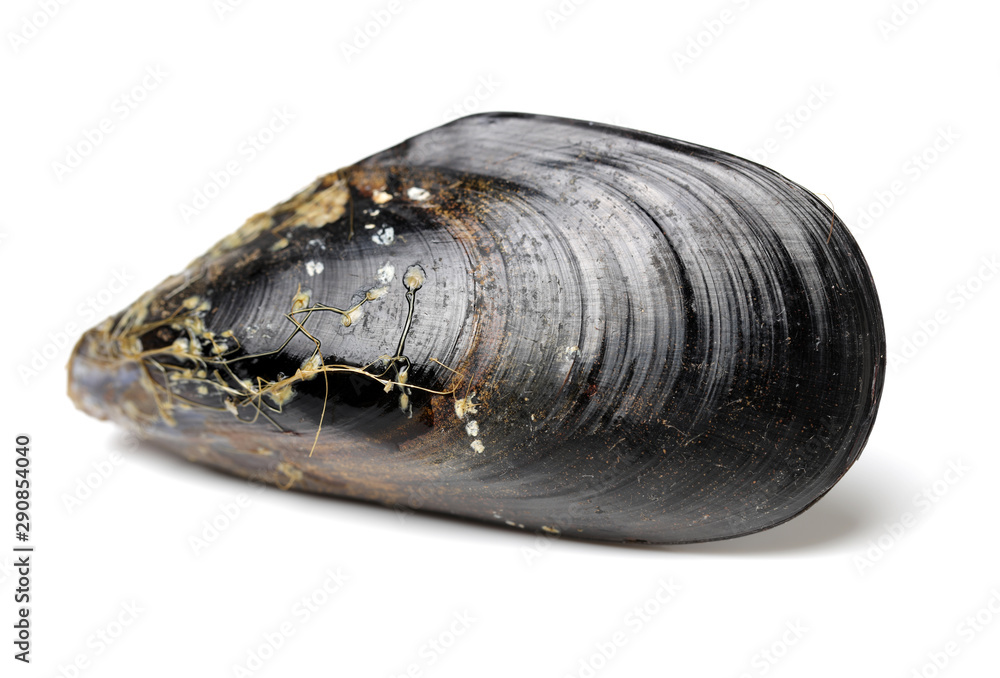 Mussels in white background. Shelled, plural. Mussels in white background. Shelled, plural.