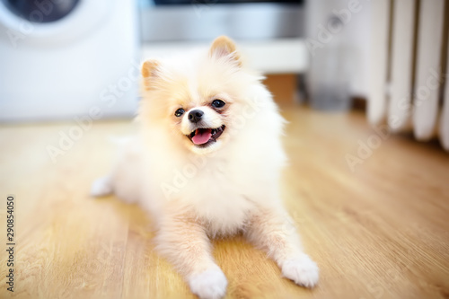 2-month old pomeranian spitz puppy at home