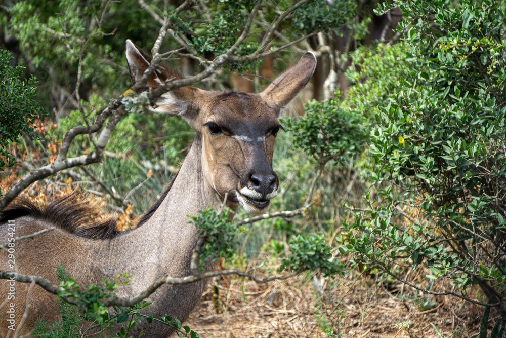 Fototapeta premium Kudu