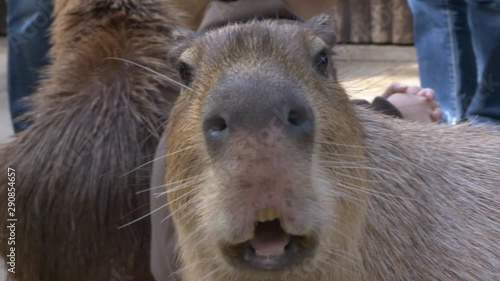 Wallpaper Mural Stellar Sea Lion Close Up Slowmotion, Northern Pacific Water Animal in Zoo, Looking At Camera Torontodigital.ca
