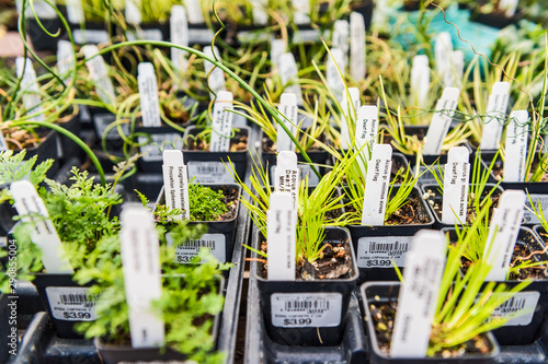 Small potted plants for sale as bonsai companions photo