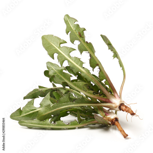 Fresh dandelion leaves. photo