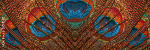Close-up of feathers peacock. The texture of the famous peacock feathers. Abstract background of feathers.