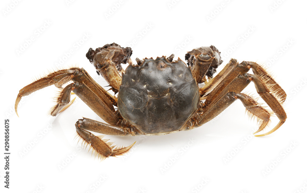 River crab - a kind of chinese crab. Freshwater, delicacy.