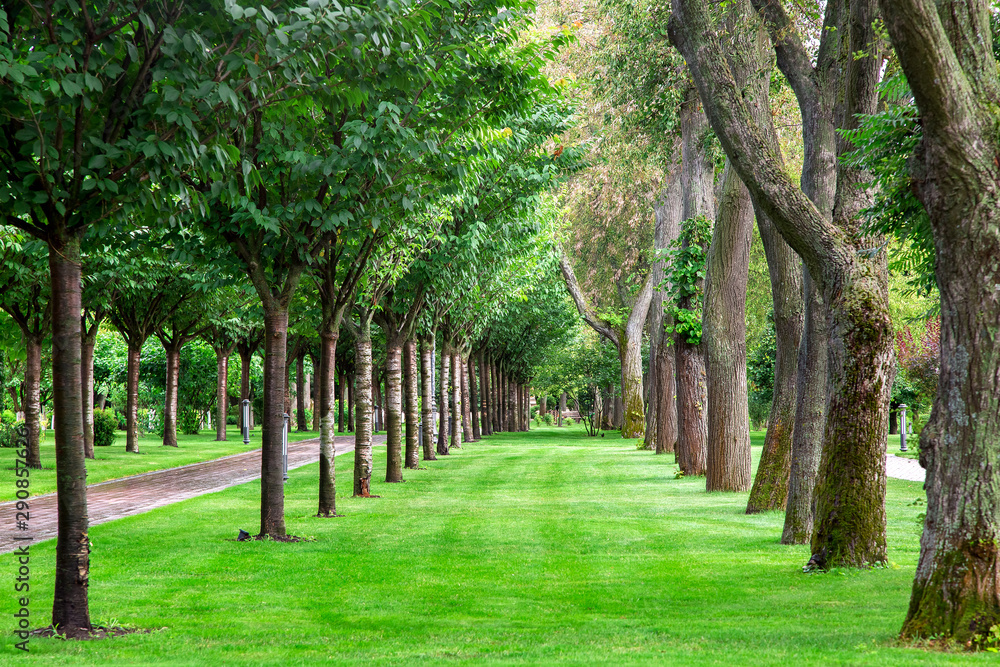 well groomed park with symmetrically planted trees in a row with a green lawn on a summer day, nobody.