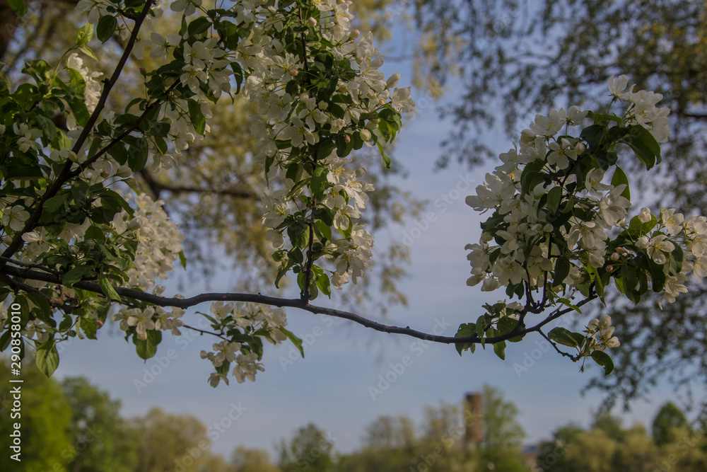 Spring Spring