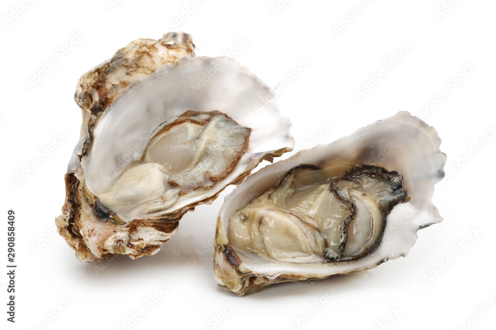 Fresh opened oyster on white background Fresh opened oyster on white background