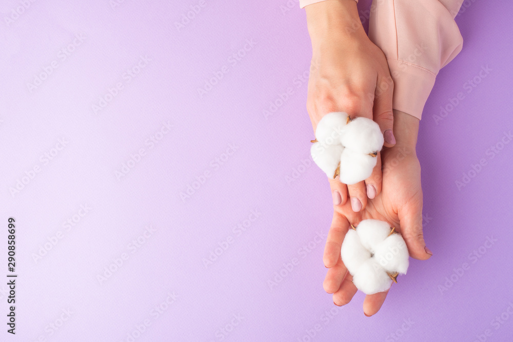 well-groomed female hands with white delicate cotton flowers with space for design, on a purple background well-groomed female hands with white delicate cotton flowers with space for design, on a purple background