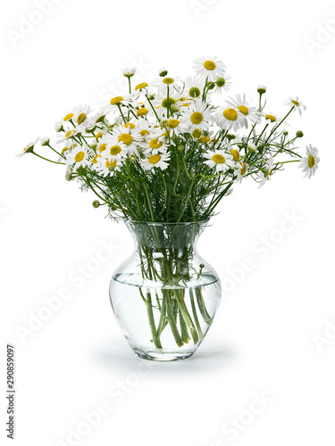Bouquet from meadow chamomile © deisin