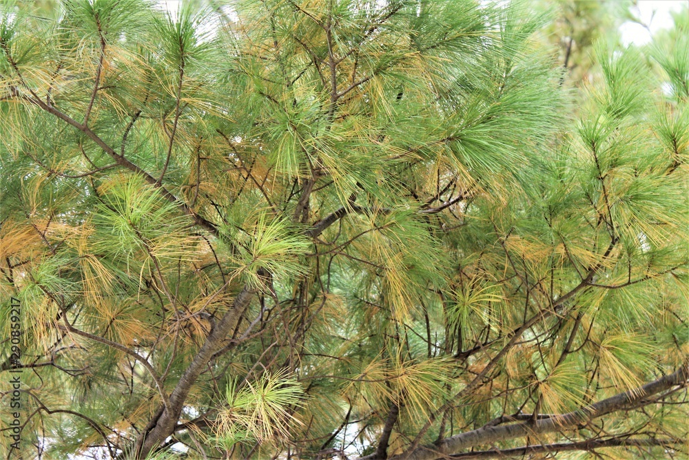 Obraz premium Pines Mixed