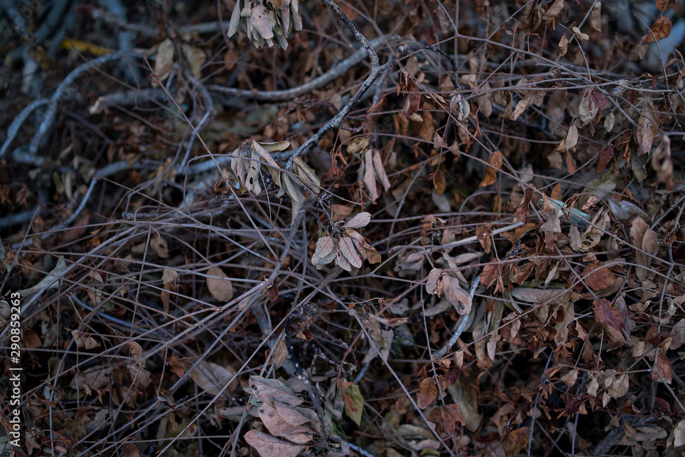 A pile of dry twigs and leaves for the background