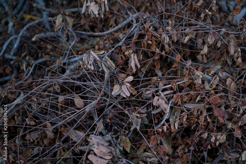 A pile of dry twigs and leaves for the background A pile of dry twigs and leaves for the background