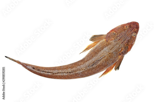 Fresh flathead fish on white background photo