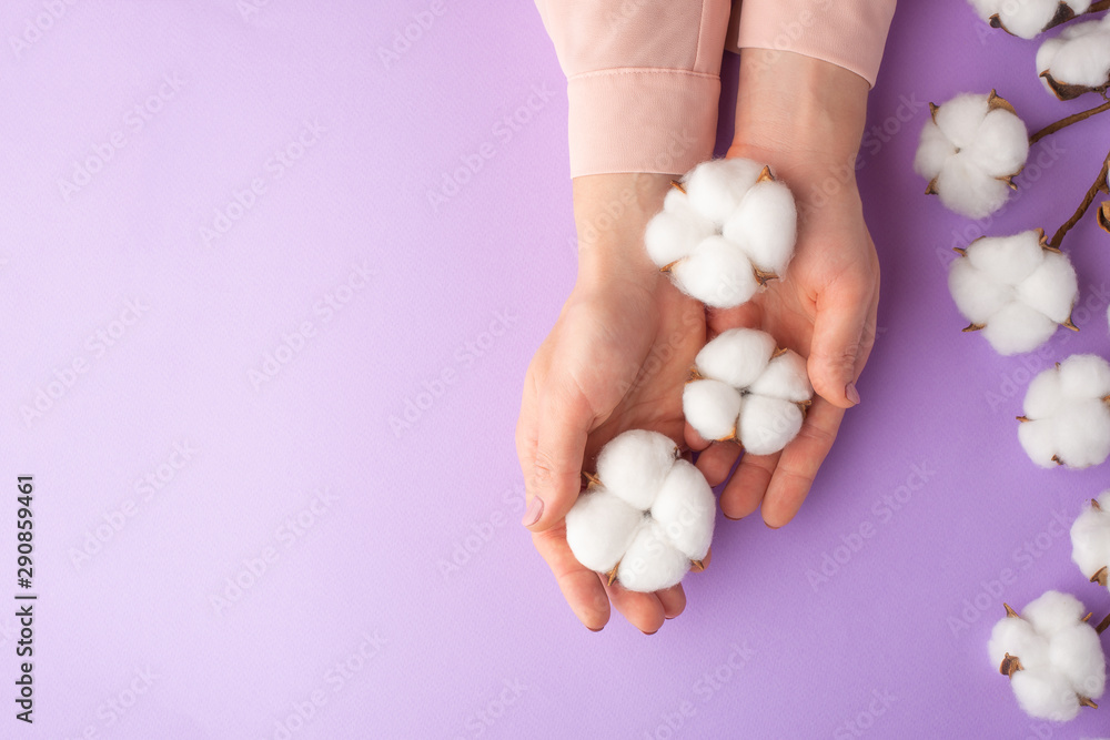 well-groomed female hands with white delicate cotton flowers with space for design, on a purple background well-groomed female hands with white delicate cotton flowers with space for design, on a purple background