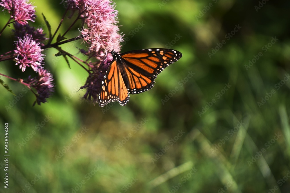 Obraz premium butterfly on flower