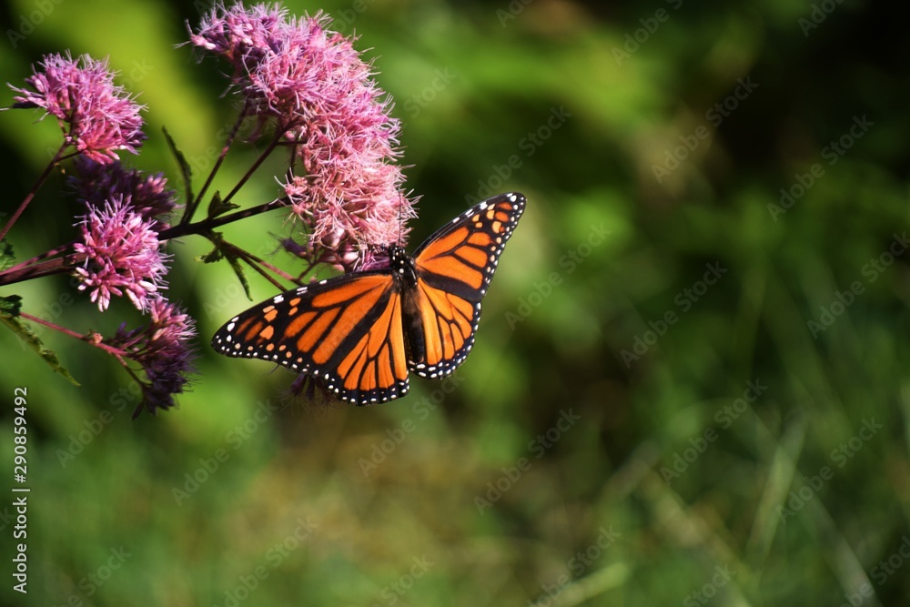 Obraz premium butterfly on flower