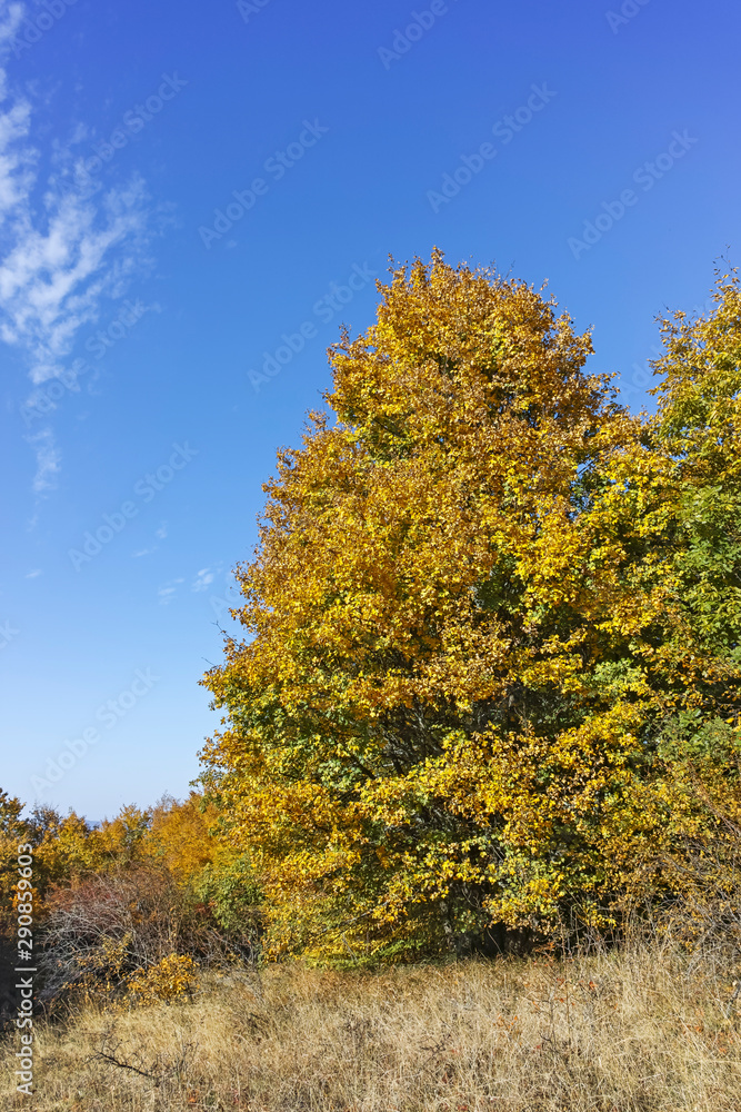 Fototapeta premium Autumn view of Cherna Gora (Monte Negro) mountain, Bulgaria